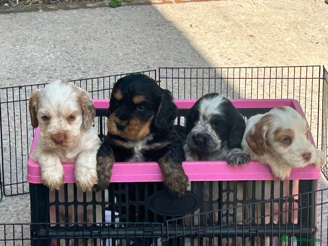Cocker Spaniel dogs for sale: Outstanding show cocker spaniel puppies - Advert 5