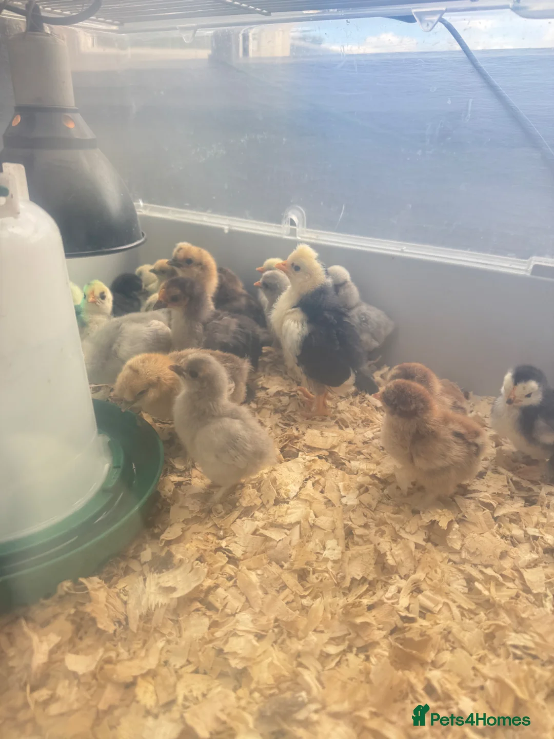 Chickens poultry for sale: Silkies polish bantam chicks chickens  - Advert 2