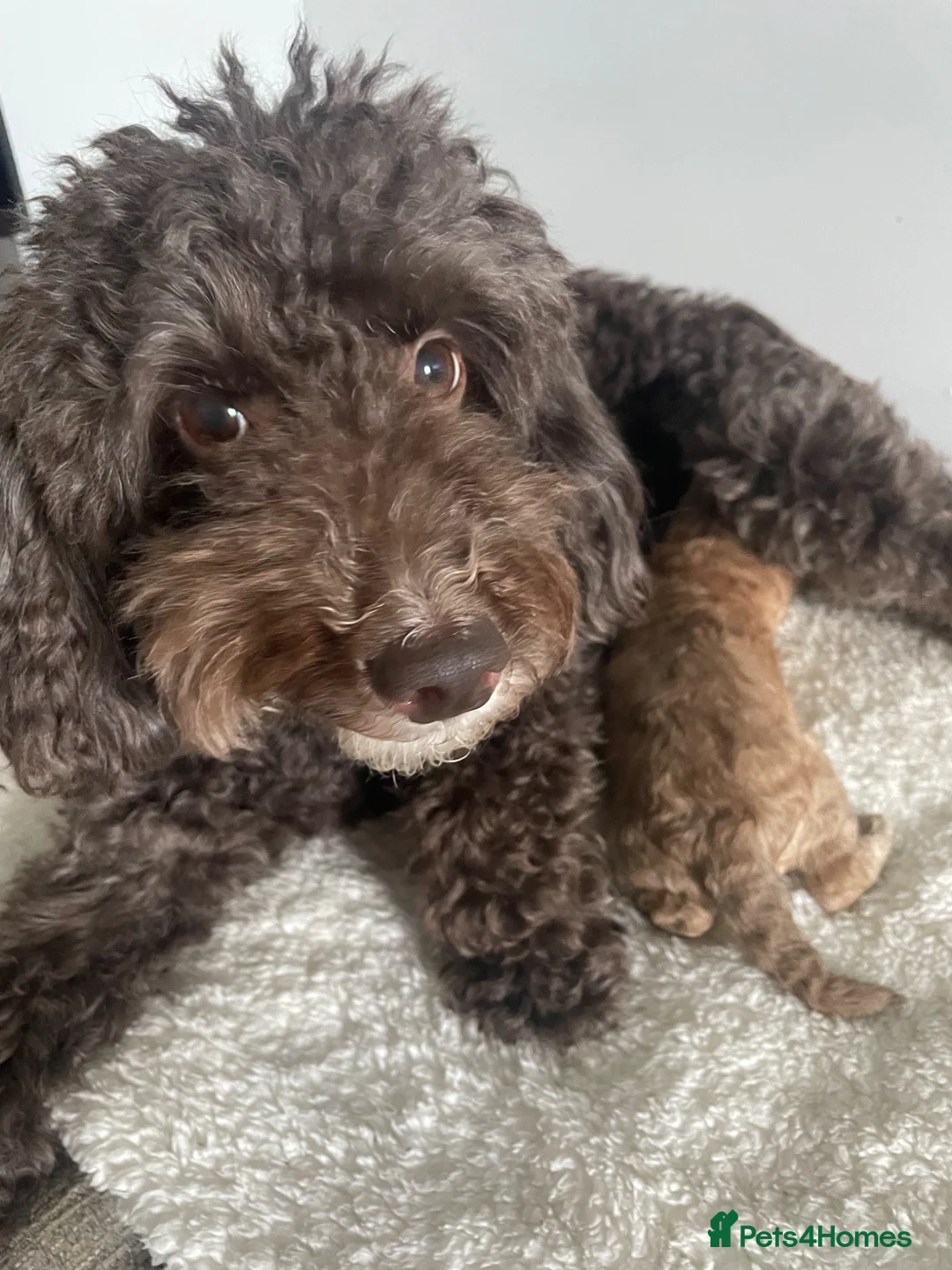 Cockapoo dogs for sale: Beautiful cockapoo puppies for sale ready 18/jun  - Advert 12