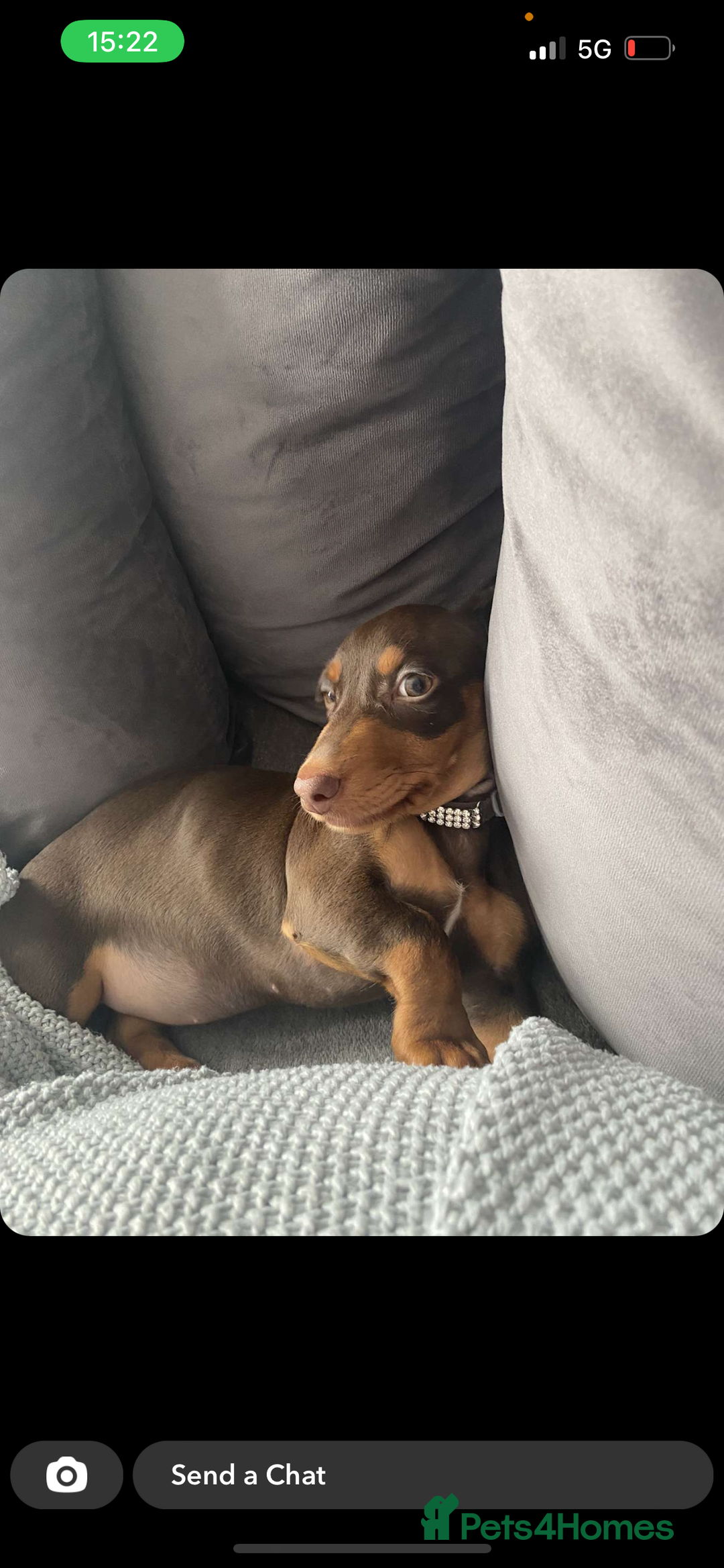 Miniature Dachshund dogs for sale: Beautiful chocolate and tan mini daushund  - Image 3