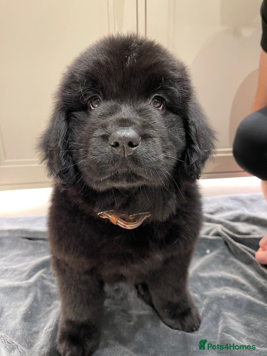 Newfoundland dogs for sale: Chunky Newfoundland pup - Advert 5