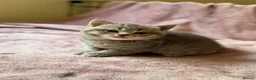 British Shorthair cats for sale: British Shorthair Kittens - Advert 13