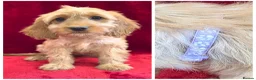 Cockapoo dogs for sale: Stunning F1 Cockapoos - Advert 4