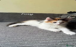 Turkish Van cats for sale: Three kittens  - Image 2
