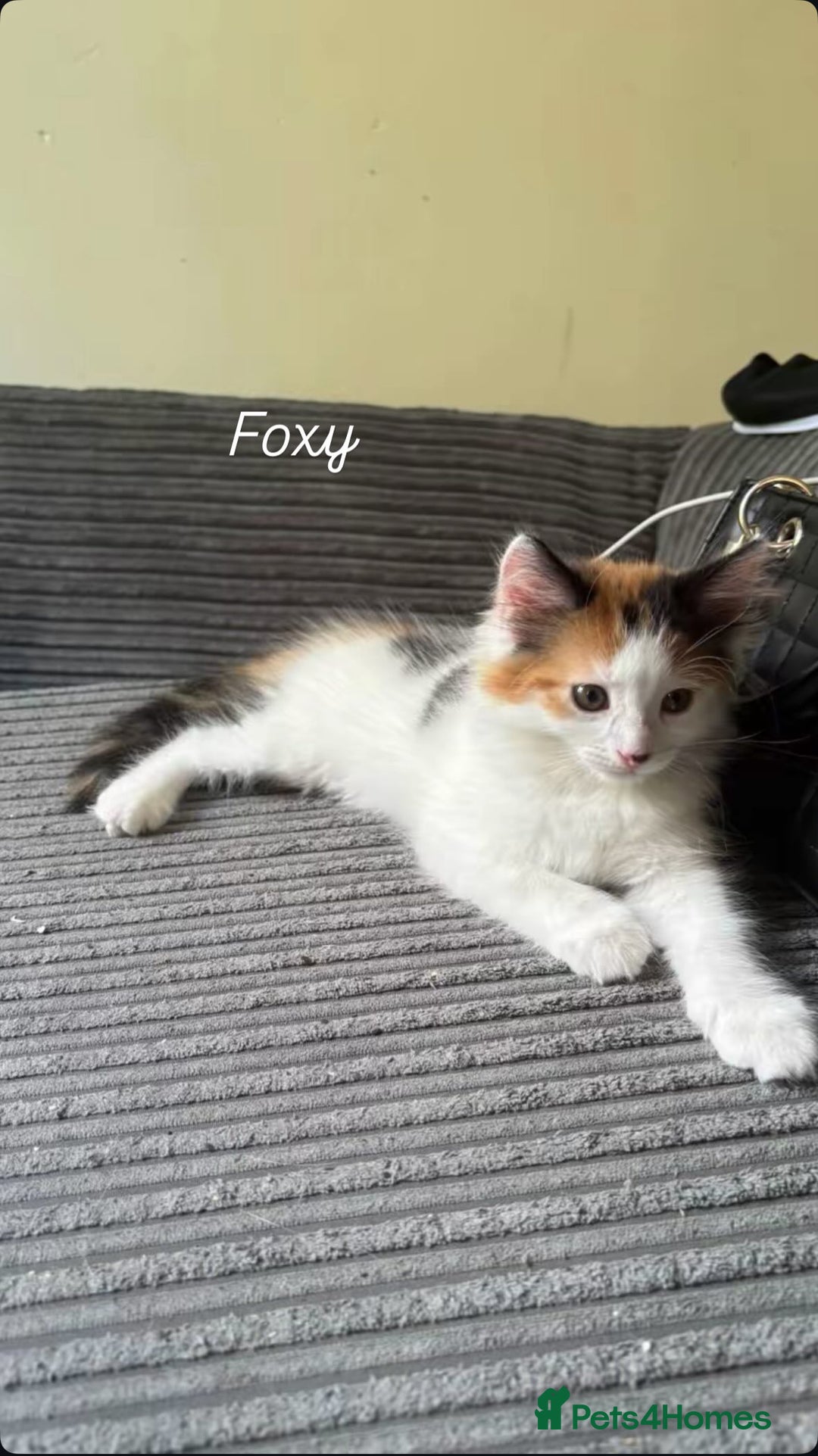 Turkish Van cats for sale: Three kittens  - Image 2