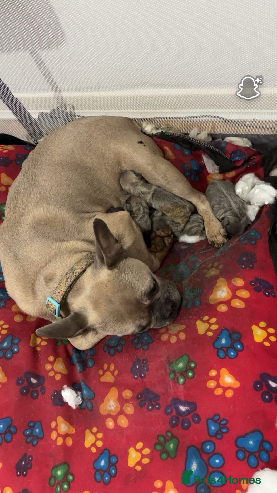 French Bulldog dogs for sale: French Bulldog Pups for sale - Image 16