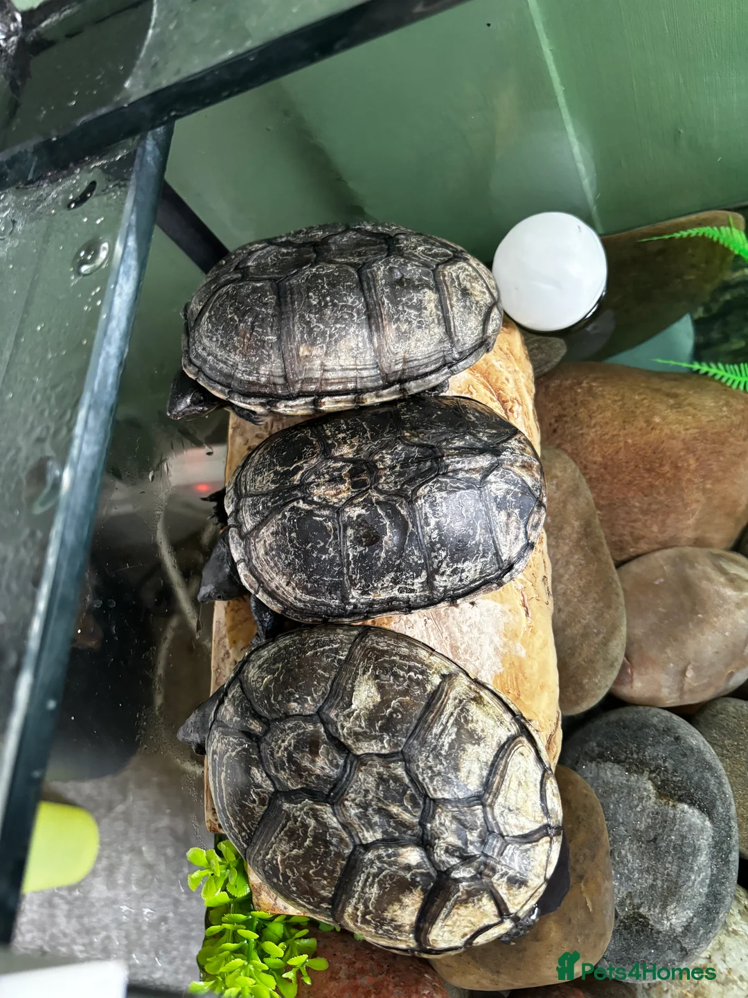 Terrapin reptiles for sale: 3 beautiful terrapins - Advert 1