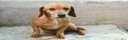 Mixed Breed dogs for adoption: Marley - Advert 5