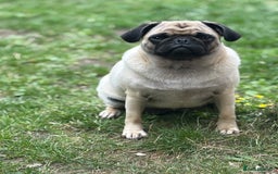 Puggle dogs for sale: Maya pug  - Image 7