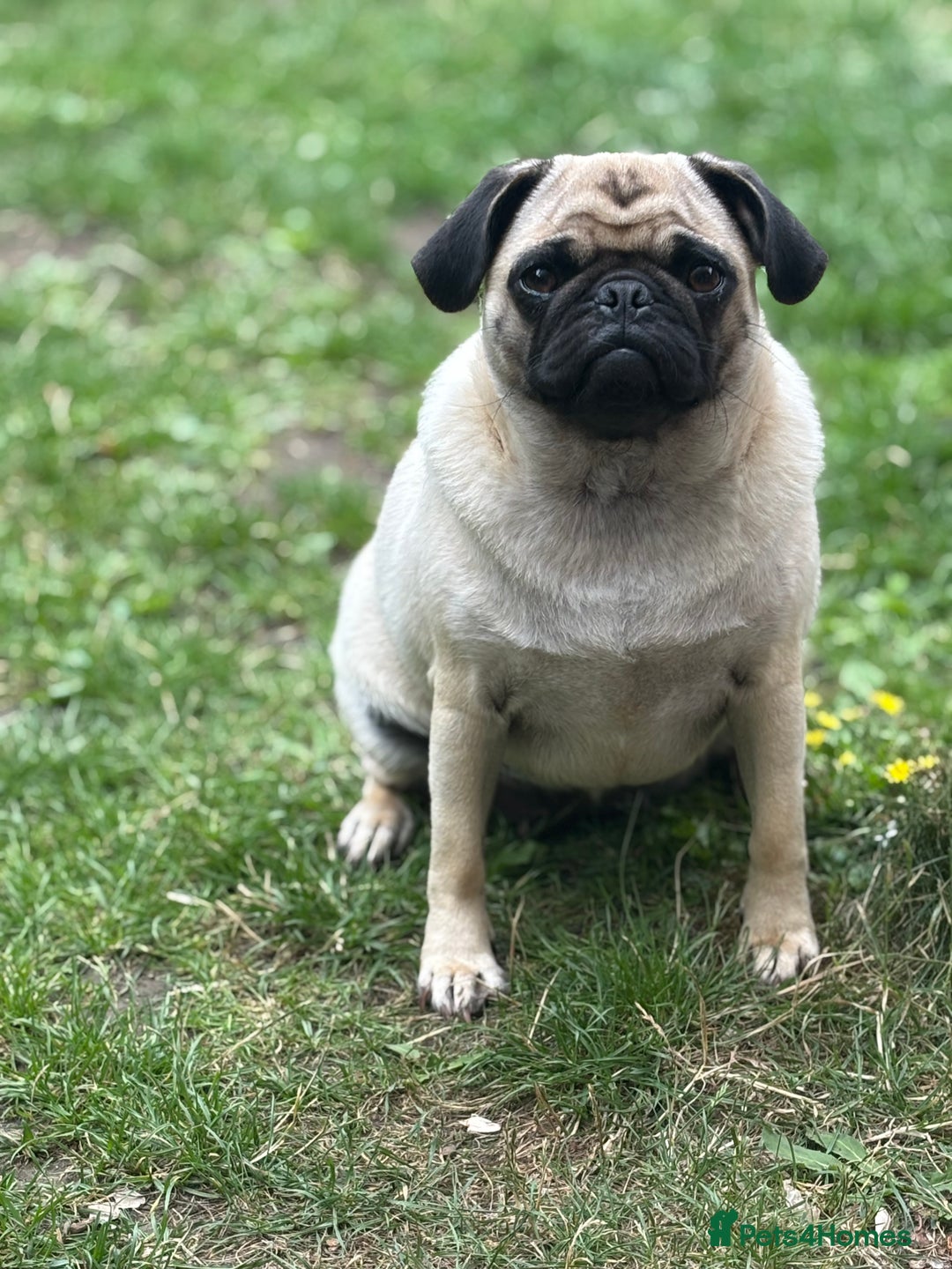 Puggle dogs for sale: Maya pug  - Image 7