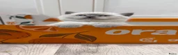 British Shorthair cats for sale: Exceptional GCCF British Shorthair Colourpoints - Advert 2