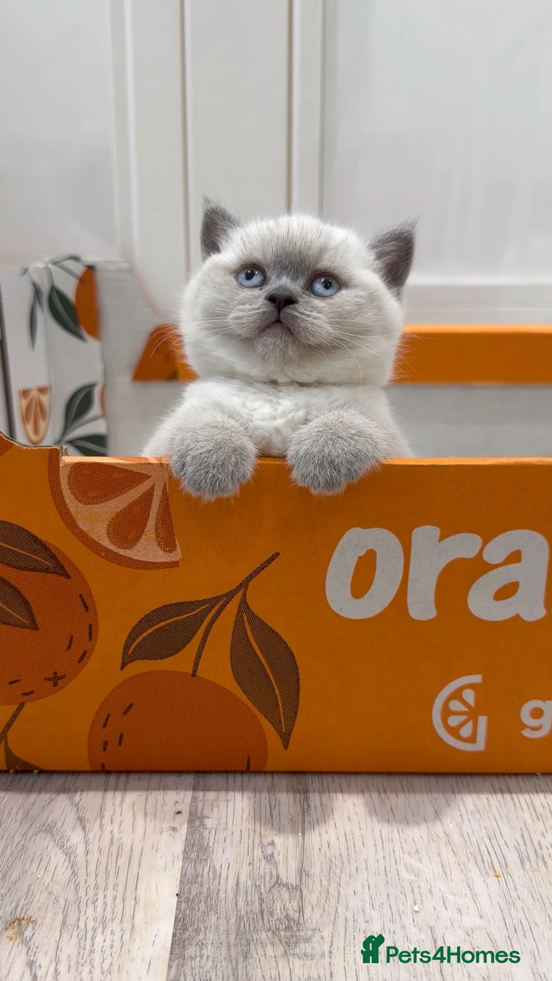 British Shorthair cats for sale: Exceptional GCCF British Shorthair Colourpoints - Advert 2