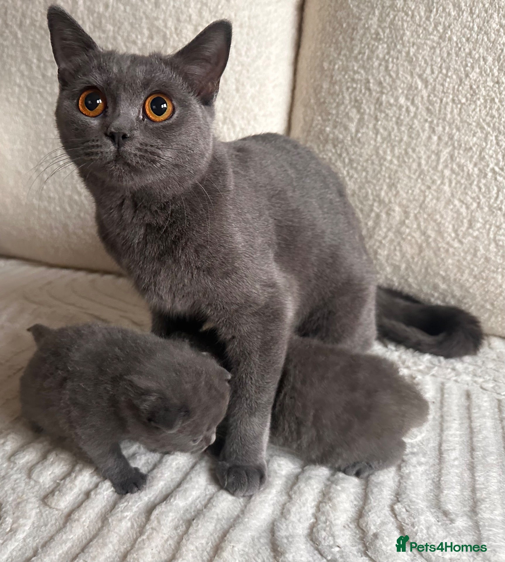 British Shorthair cats BSH blue fluffy boys, pure bread  - Advert 1