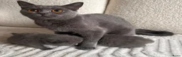 British Shorthair cats for sale: BSH blue fluffy boys, pure bread  - Advert 1