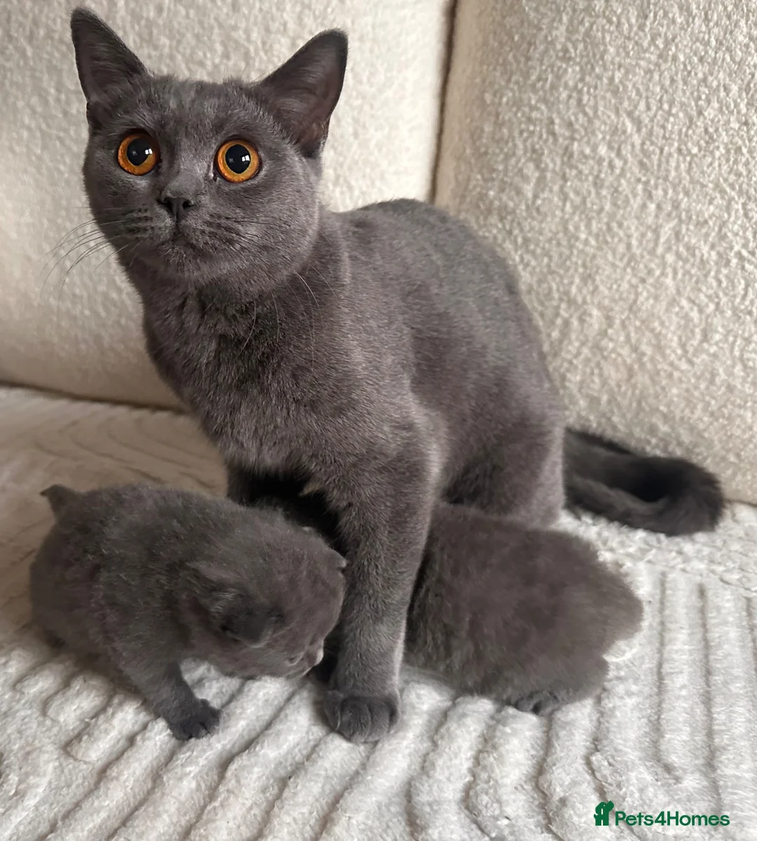 British Shorthair cats for sale: BSH blue fluffy boys, pure bread  - Advert 1