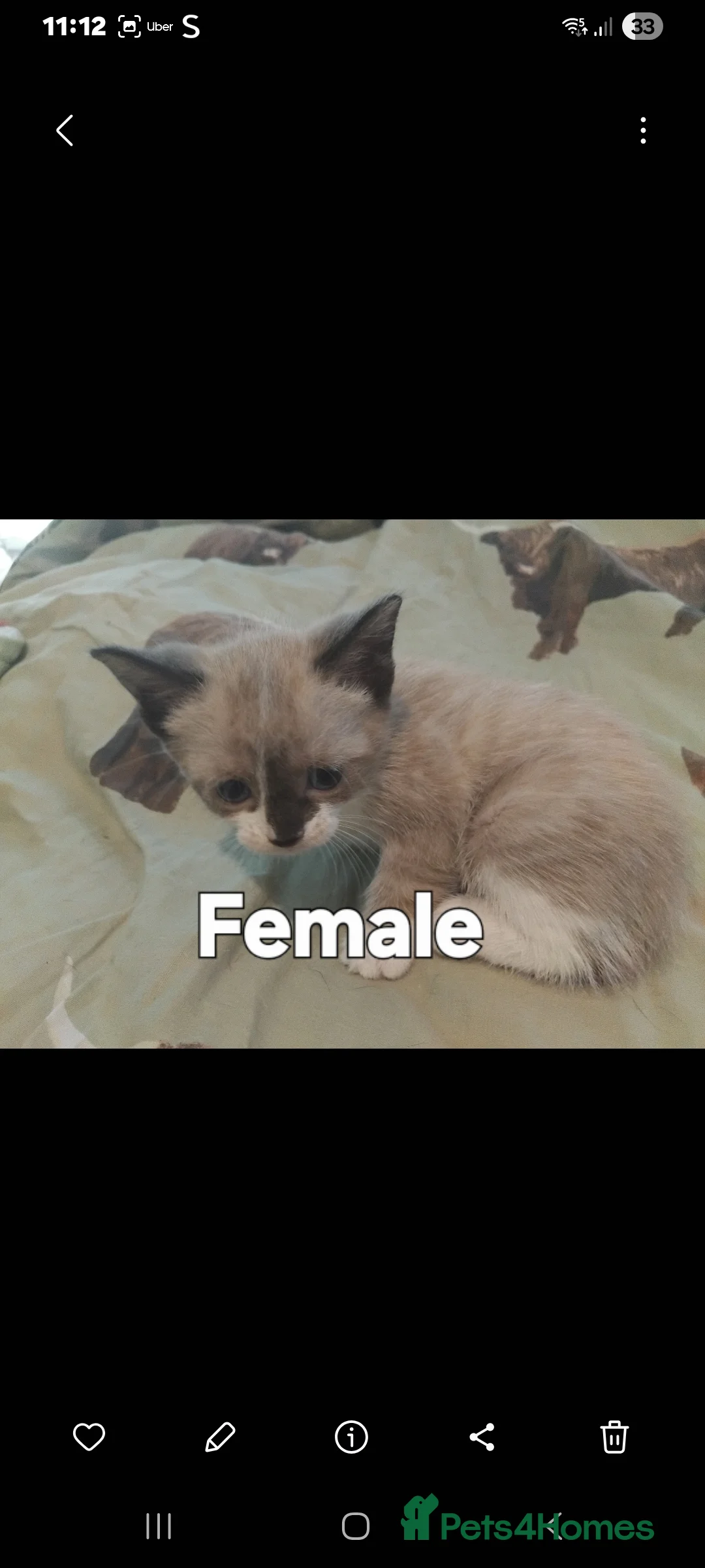 British Shorthair cats for sale: READY IN 4 DAYS  - Advert 2