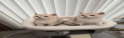 British Shorthair cats for sale: Blue golden chinchila! READY TO GO! - Advert 14