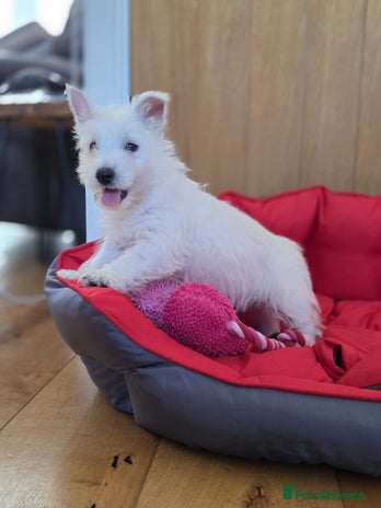 West Highland Terrier dogs - Advert 1