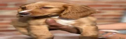 Cocker Spaniel dogs for sale: 5 quality cocker spaniel pups ready now 🐶🐾 - Advert 21