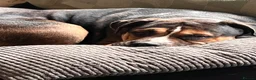 Mixed Breed dogs for sale: Maximus Merle English bulldog X German shepherd  - Advert 8