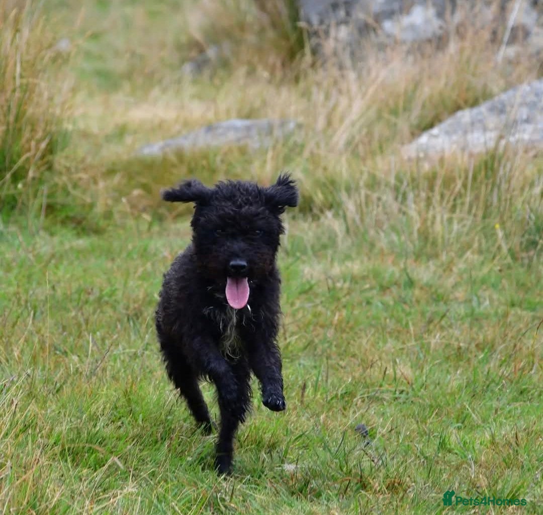 Mixed Breed dogs for sale: Stunning Puppies Ready to go 10 November - Image 3