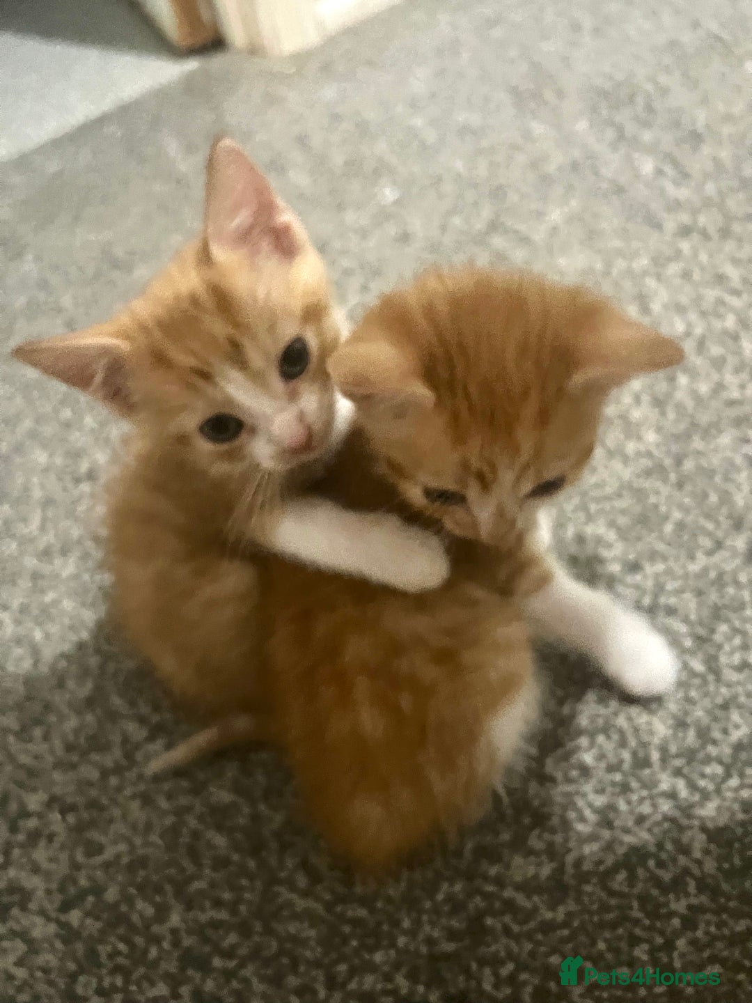 Mixed Breed cats for sale: 2 beautiful ginger male cats - Image 12