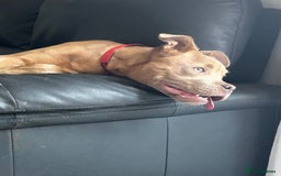Mixed Breed dogs for sale: American bully pup 8 months  - Image 3