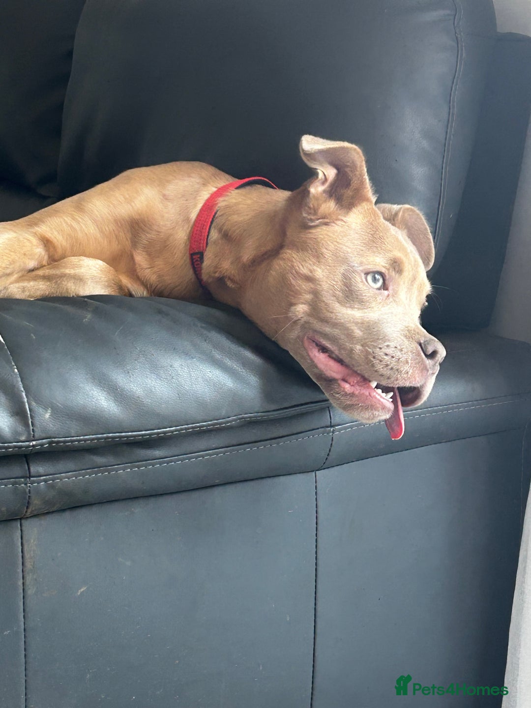 Mixed Breed dogs for sale: American bully pup 8 months  - Image 3