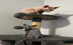 Sphynx cats for sale: Fantastic kittens are looking for new homes. - Image 12