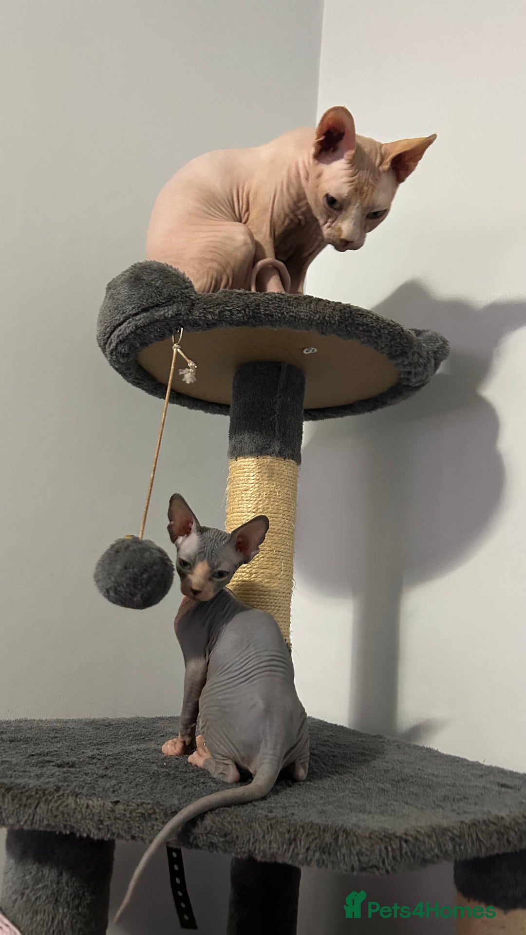 Sphynx cats for sale: Fantastic kittens are looking for new homes. - Image 12