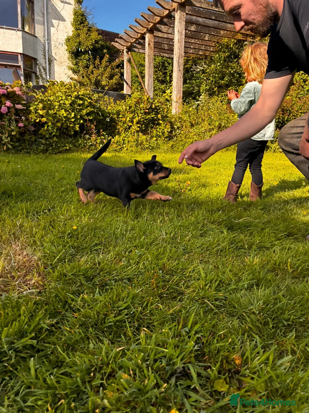 Australian Kelpie dogs for sale: Kelpie dog pup in Ilfracombe - Advert 7