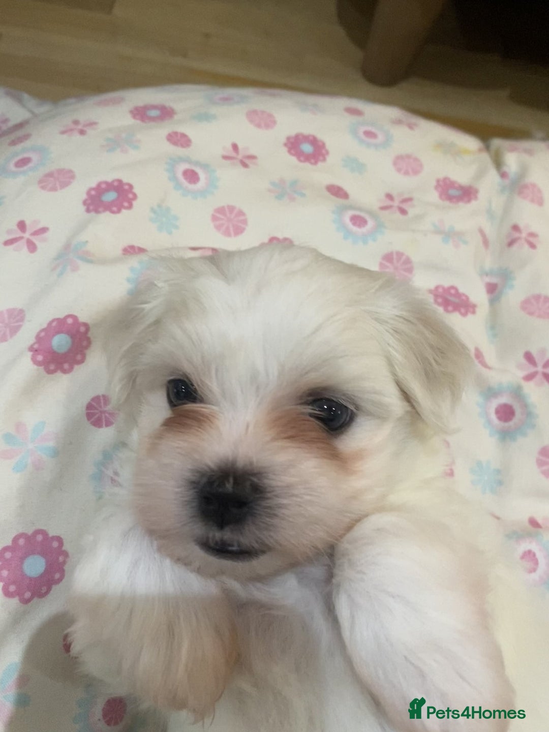 Maltese dogs for sale: Naughty Maltese Puppies For Sale. - Image 7