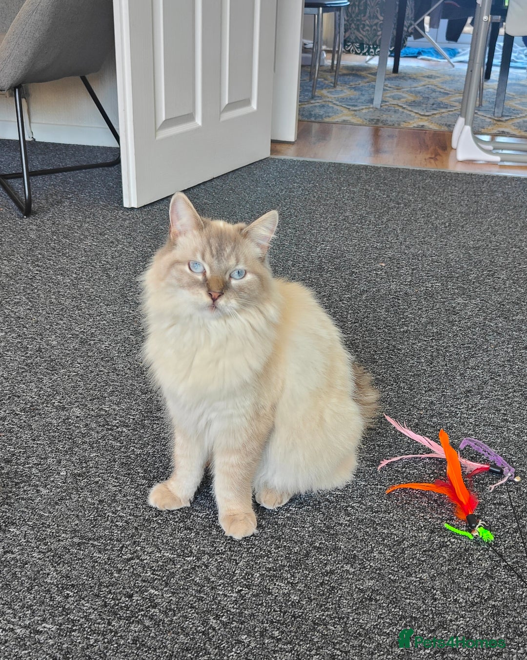 Mixed Breed cats for sale: Cats for adoption  - Advert 1