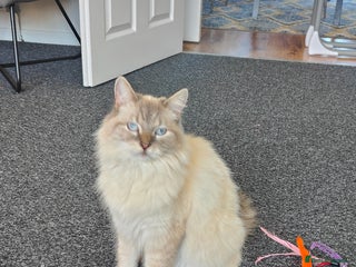 Mixed Breed cats Cats for adoption - Advert 3