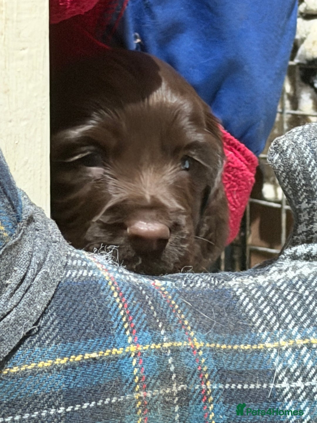 Cocker Spaniel dogs for sale: KC registered Working cocker spaniel puppies  - Advert 7