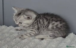 British Shorthair cats for sale: Beautiful gccf registered bsh kittens  - Image 15