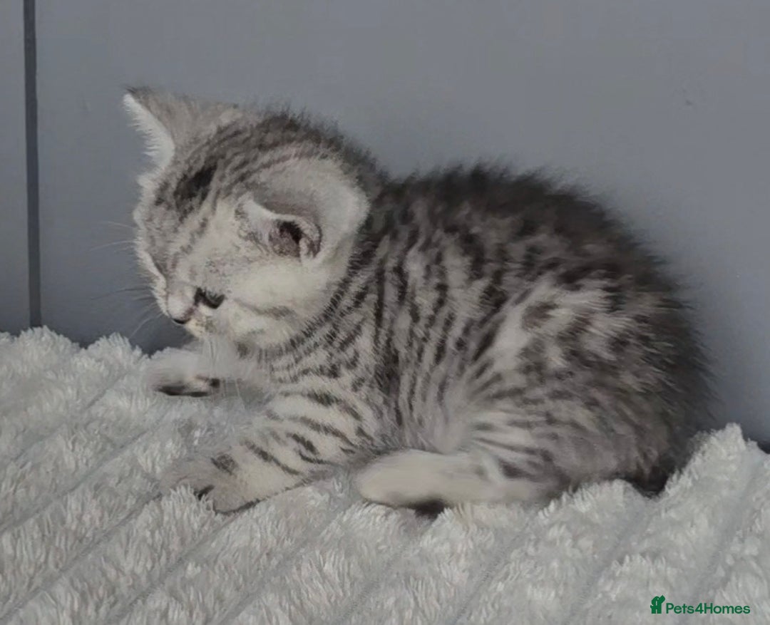 British Shorthair cats for sale: Beautiful gccf registered bsh kittens  - Image 15