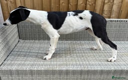 Lurcher dogs for sale: ** Top Quality Lurchers** in Leicester - Image 3