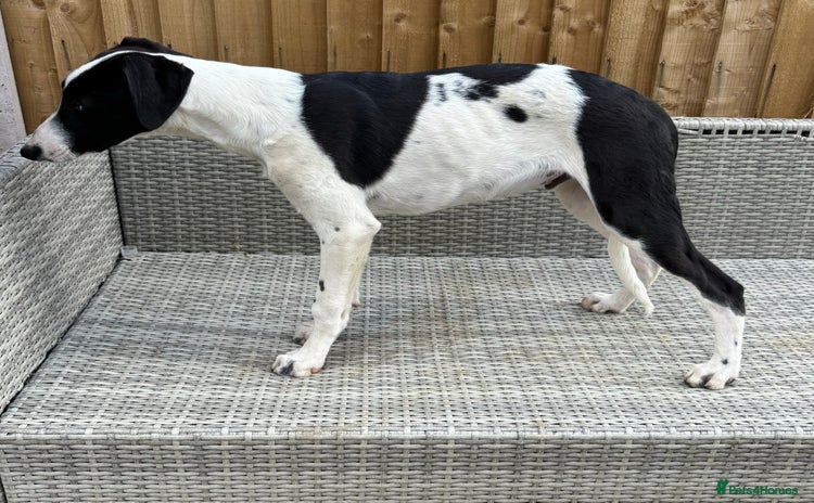 Lurcher dogs in Leicester - Advert 5