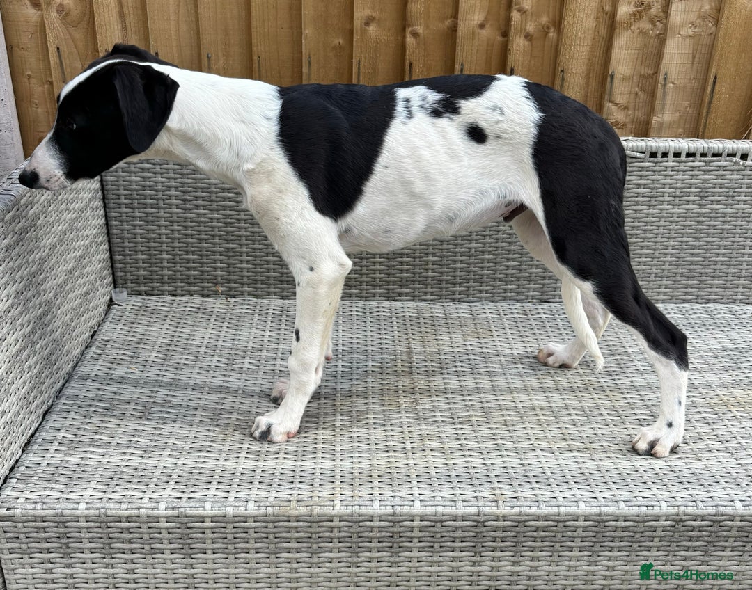 Lurcher dogs for sale: ** Top Quality Lurchers** in Leicester - Image 3