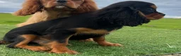 Cavalier King Charles Spaniel dogs for sale: REDUCED Beautiful Cavaleir King Charles puppies  - Advert 5