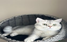 Scottish Fold cats for sale: Adorable Scottish fold silver kittens  - Image 19