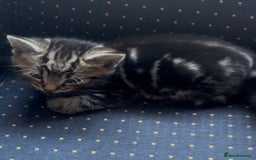 Ragdoll cats for sale: Ragdoll cross 2 boys 2 girls  - Image 3