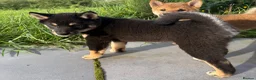 Japanese Shiba Inu dogs for sale: READY NOW ! Shiba Inu puppies - Advert 4