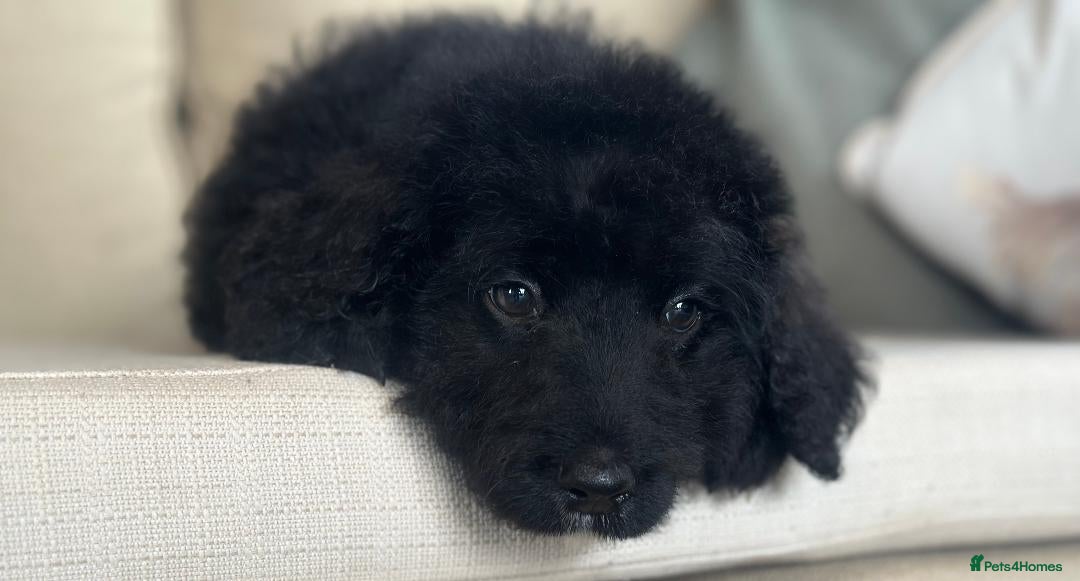 Bernedoodle dogs for sale: F1 STANDARD BERNADOODLE BOY - Image 7
