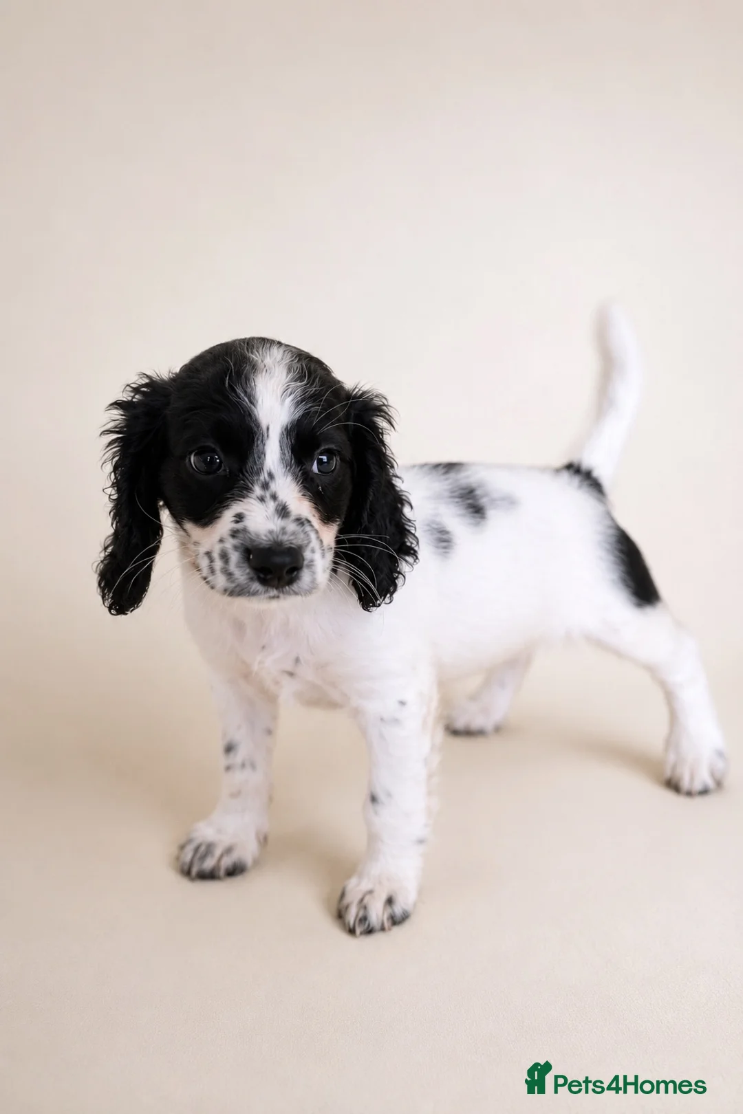 Mixed Breed dogs for sale: Cavacockpoos ready to leave now!  - Advert 2