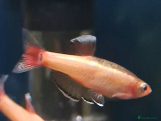 Minnows fish Golden White Cloud Mountain Minnow - Advert 2