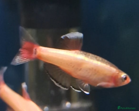 Minnows fish Golden White Cloud Mountain Minnow - Advert 1