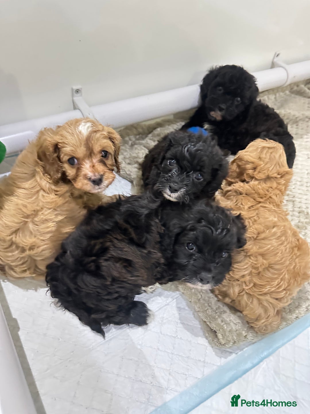 Cavapoo dogs for sale: F1 cavapoo puppies heath tested  - Advert 21