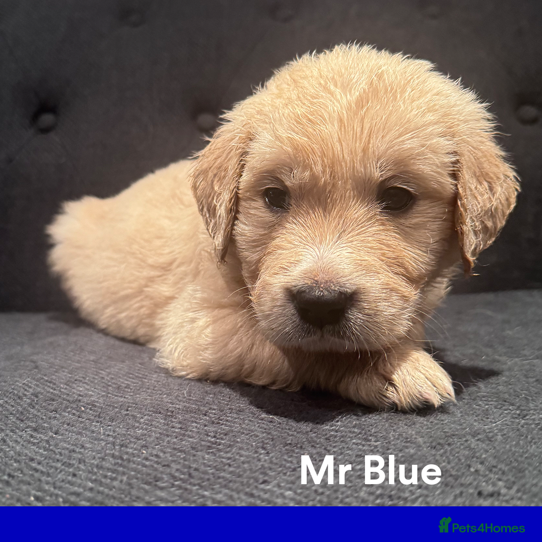 Golden Retriever dogs for sale: Golden Retriever Puppies! 💛🐶 - Image 13